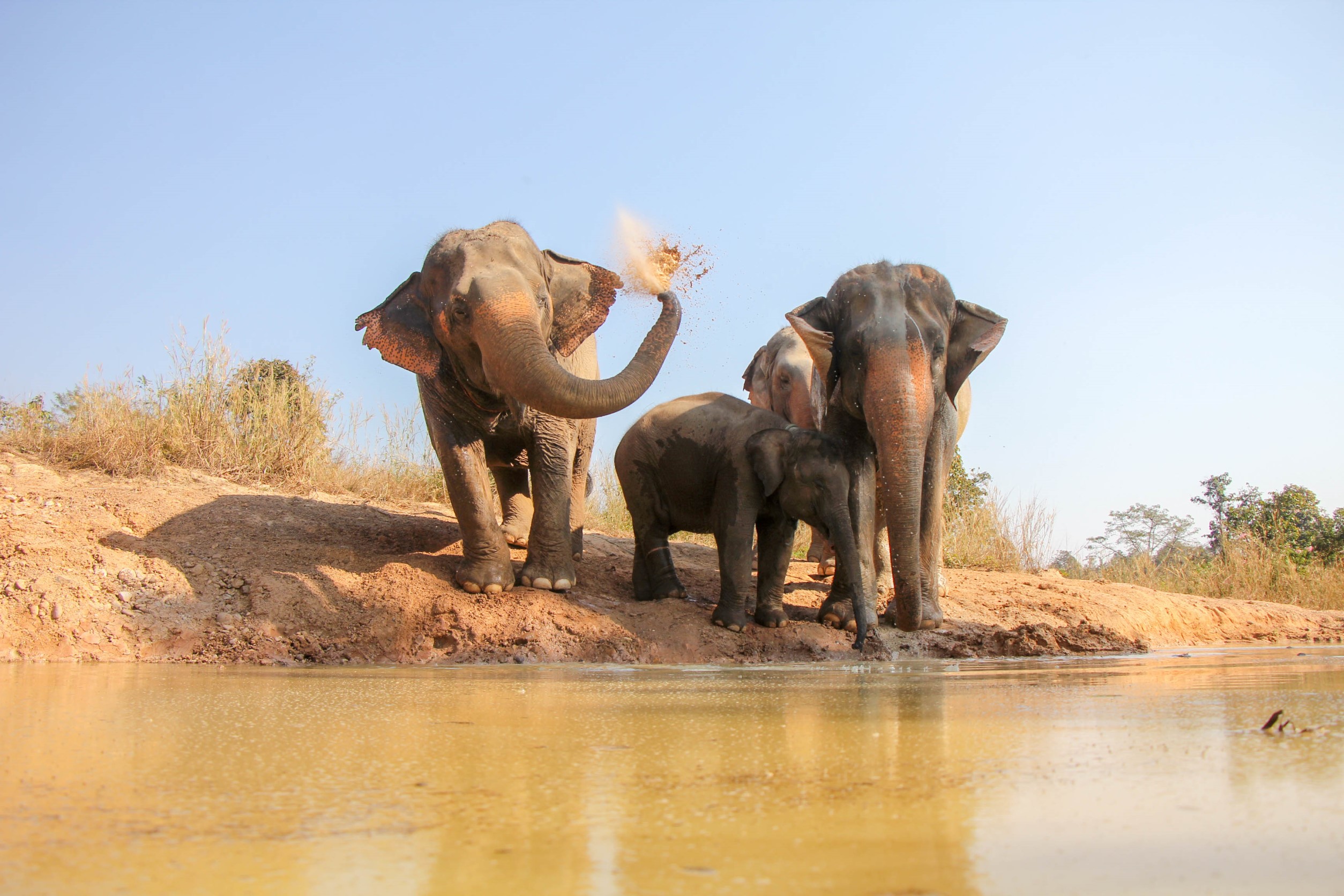 Morning Tour at Maerim Elephant Sanctuary Tour