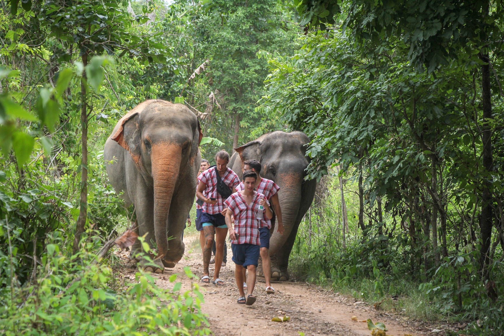 Morning Tour at Maerim Elephant Sanctuary Tour